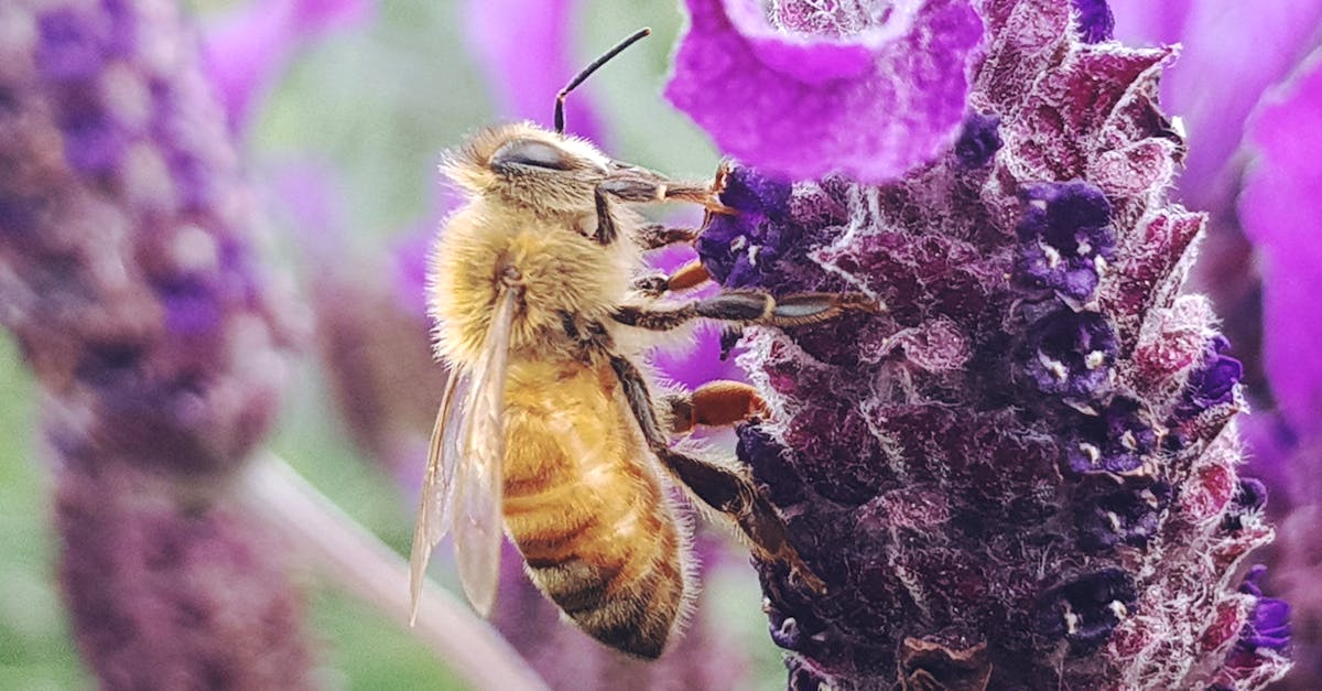 découvrez l'importance de la sensibilisation environnementale, des conseils pratiques pour réduire votre empreinte écologique et des actions à entreprendre pour protéger notre planète. engagez-vous pour un avenir durable et apprenez à faire la différence !