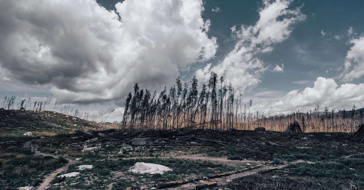 découvrez les causes, les impacts et les solutions du changement climatique pour mieux comprendre les enjeux environnementaux mondiaux.