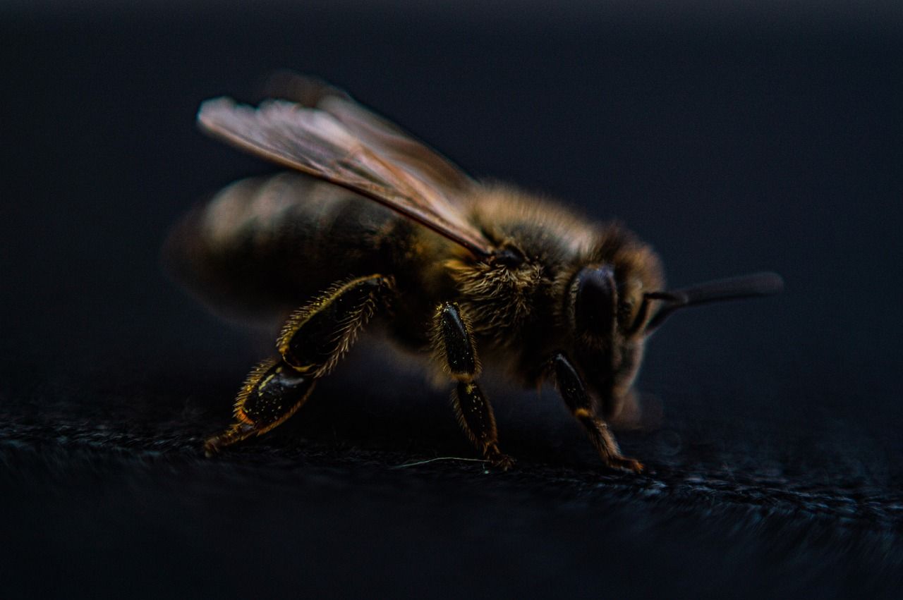découvrez le bee wrap, une alternative écologique et réutilisable au film plastique pour conserver vos aliments frais tout en protégeant la planète.