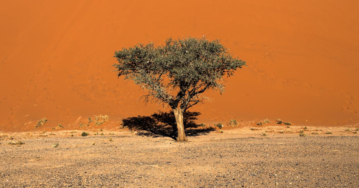 découvrez des stratégies d'adaptation au climat pour faire face aux défis environnementaux. explorez des solutions innovantes pour réduire les impacts du changement climatique et améliorer la résilience de nos communautés.