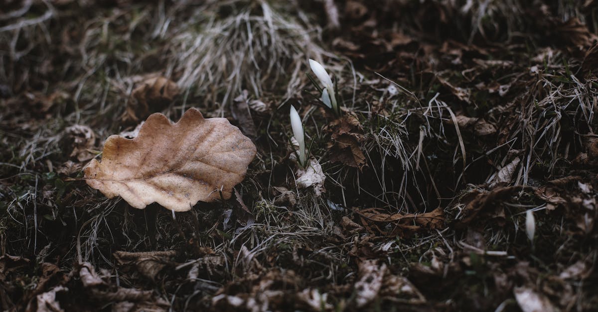 découvrez les enjeux et solutions de la transition écologique pour un avenir durable, alliant protection de l'environnement et développement économique responsable.