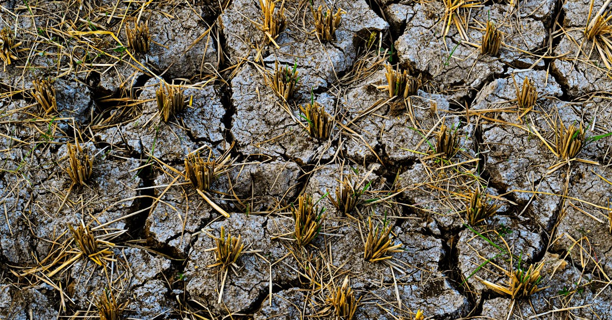 découvrez les causes, les impacts et les solutions pour lutter contre le changement climatique et protéger notre planète pour les générations futures.