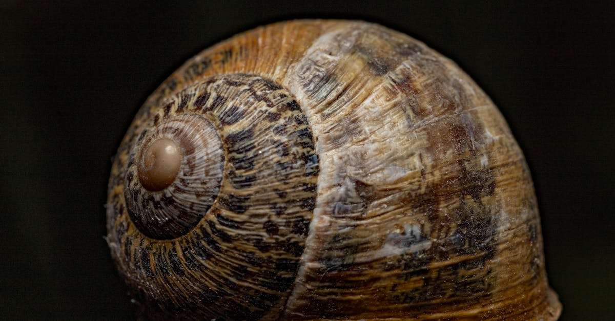 découvrez notre collection unique de coquillages d'escargot, idéals pour la décoration, les loisirs créatifs et l'observation naturelle.