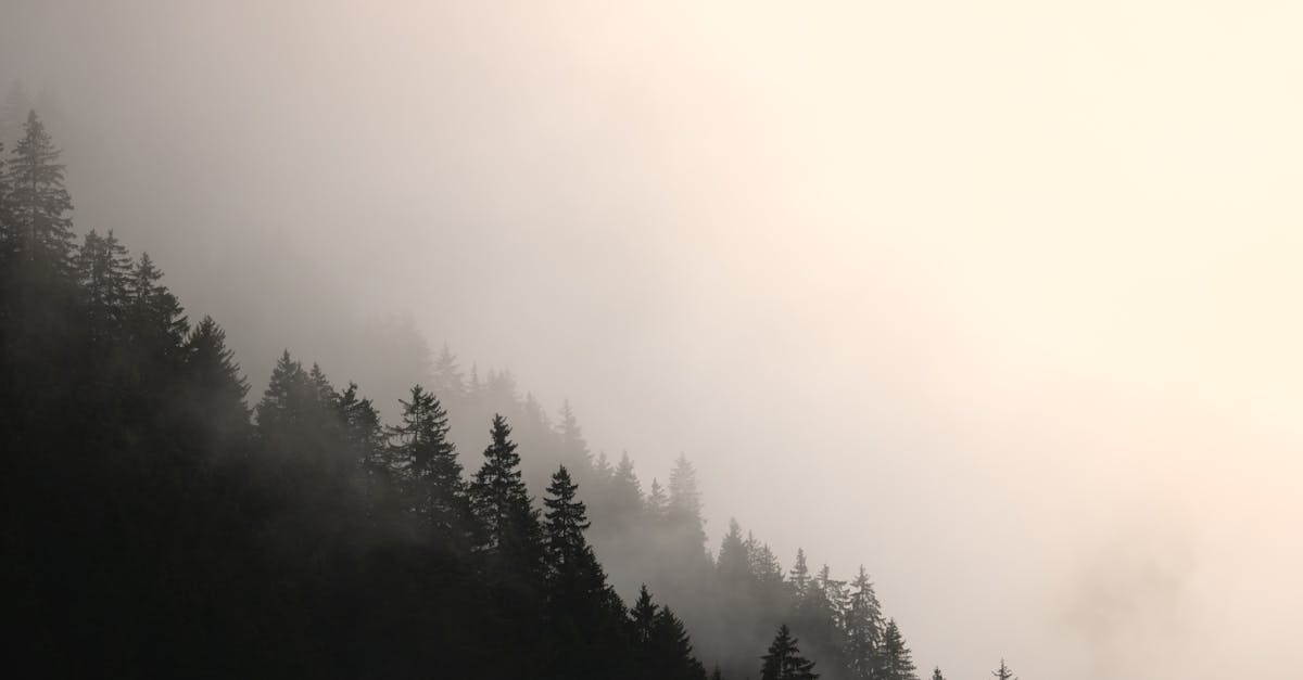 découvrez l'impact du changement climatique sur les écosystèmes de montagne et les défis environnementaux associés.
