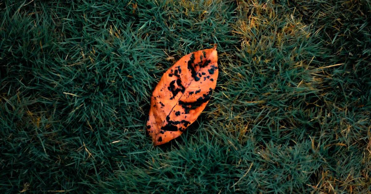 découvrez les enjeux et solutions de la transition écologique pour un avenir durable et respectueux de l'environnement.