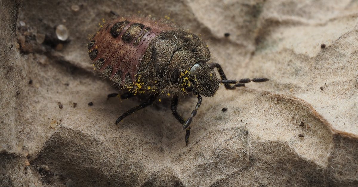 découvrez comment identifier, prévenir et traiter les infestations de punaises de lit pour protéger votre maison et votre santé.