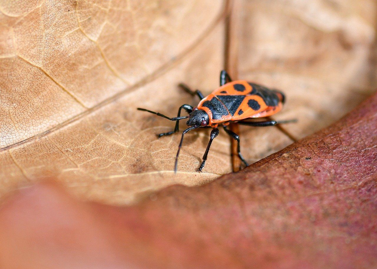 découvrez l'importance de la biodiversité dans votre jardin et comment favoriser un écosystème sain et équilibré pour plantes, insectes et animaux.