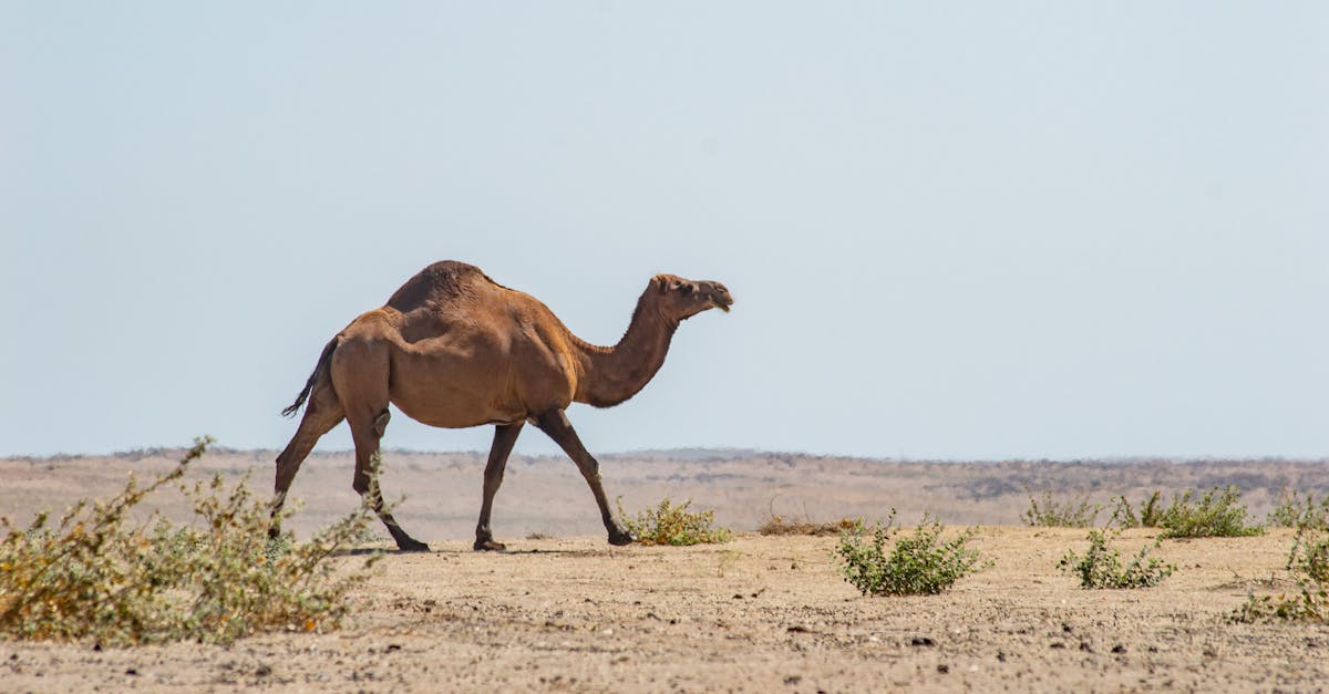 découvrez les stratégies et solutions pour l'adaptation au changement climatique et comment protéger les communautés et les écosystèmes face aux impacts environnementaux.