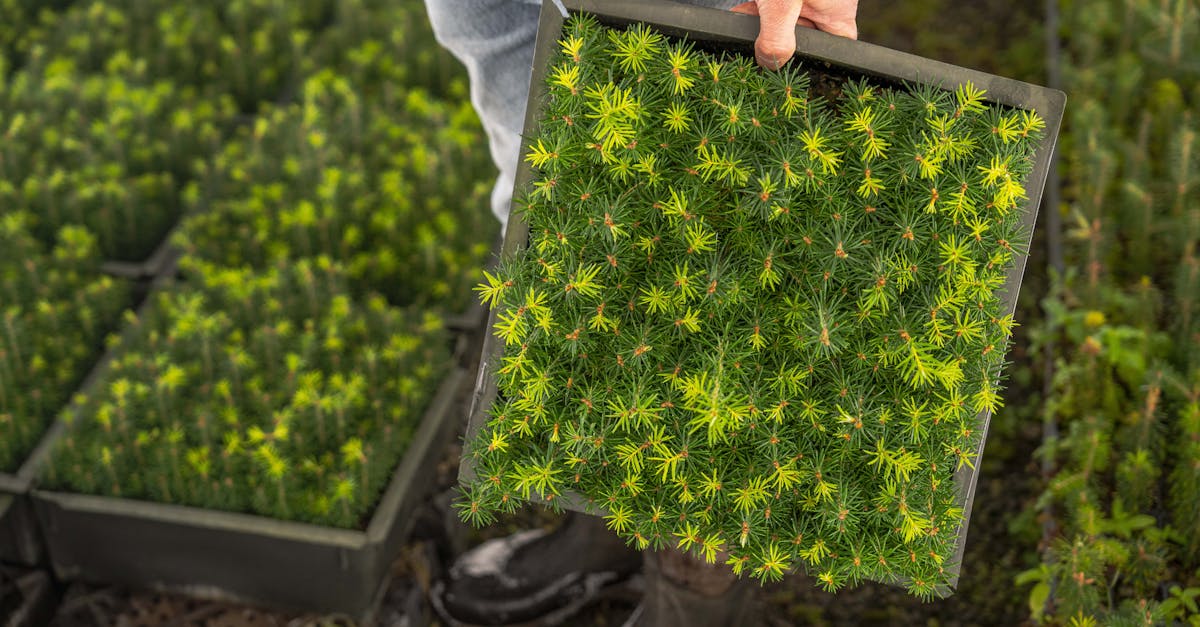découvrez l'agriculture durable : une méthode respectueuse de l'environnement qui préserve les ressources naturelles tout en garantissant une production alimentaire de qualité. apprenez comment cette approche innovante contribue à la santé des écosystèmes et au bien-être des communautés.