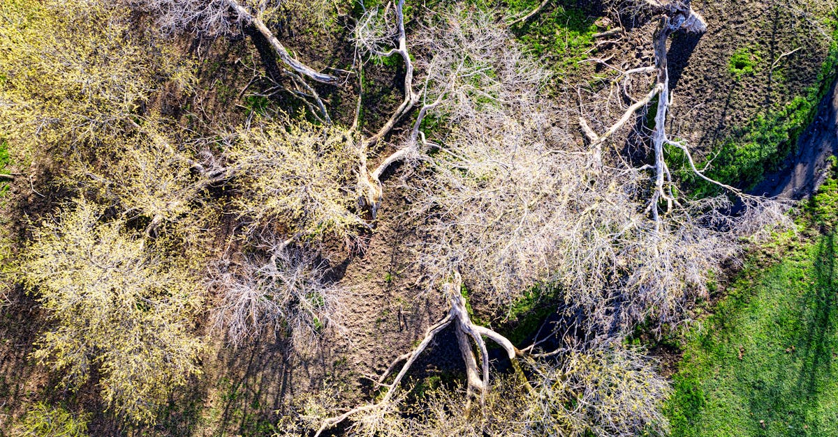 découvrez les causes, les impacts et les solutions face au changement climatique pour protéger notre planète et assurer un avenir durable.