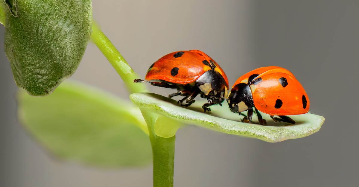 découvrez l'importance de la biodiversité pour l'équilibre des écosystèmes et la préservation de la vie sur terre.