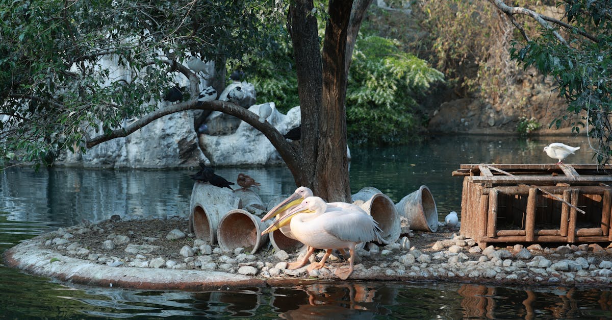 découvrez les enjeux de la gouvernance environnementale, un cadre essentiel pour la gestion durable des ressources naturelles et la protection de notre planète. apprenez comment les politiques et les pratiques favorisent la conservation, la biodiversité et le développement durable.