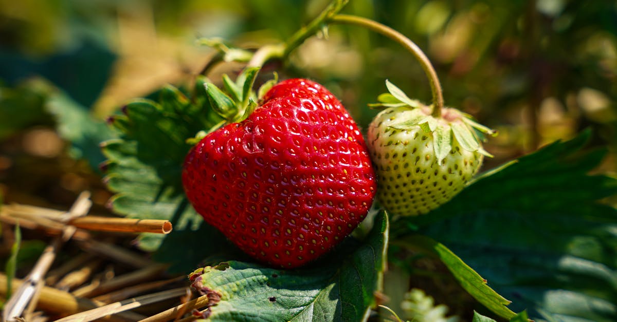 découvrez tout sur la fraise : ses bienfaits, variétés, recettes gourmandes et astuces pour bien la choisir et la conserver.