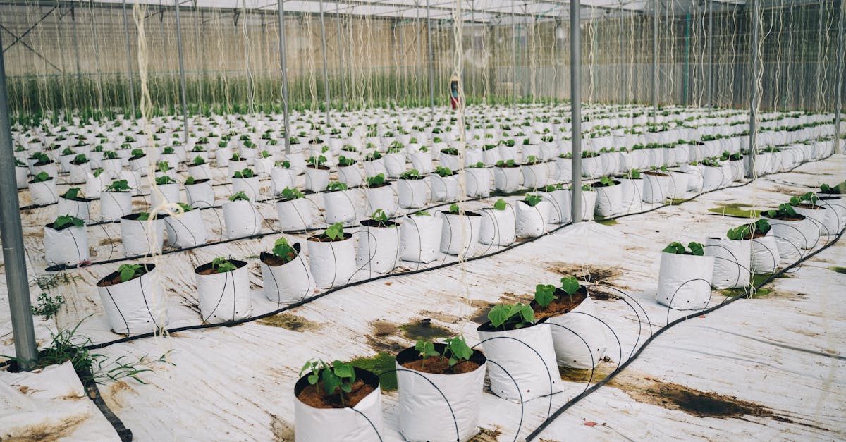 découvrez les dernières innovations écologiques qui transforment notre manière de vivre et de consommer. explorez des solutions durables qui préservent l'environnement tout en répondant aux besoins contemporains.