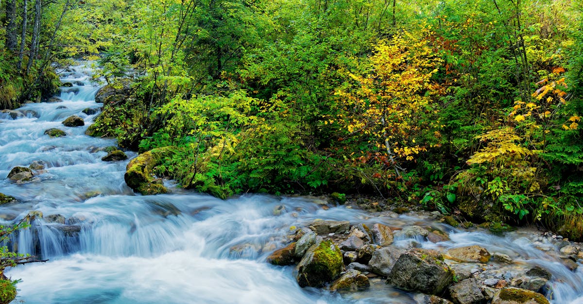 découvrez des informations essentielles et des conseils pratiques pour protéger et préserver notre environnement naturel.
