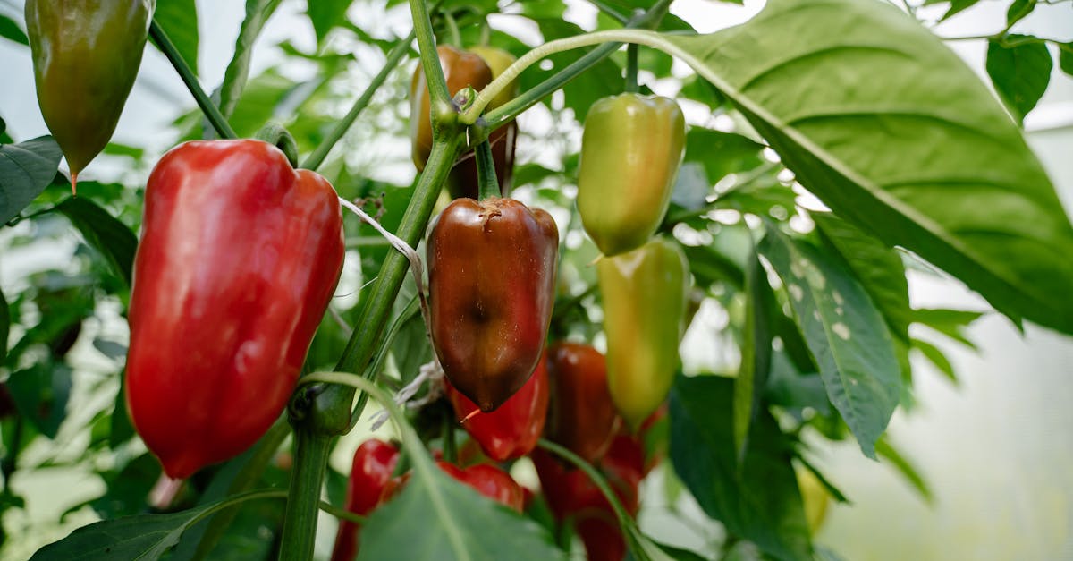 découvrez comment adopter une alimentation durable qui respecte l'environnement tout en préservant votre santé. apprenez des conseils pratiques pour intégrer des choix alimentaires responsables et savoureux dans votre quotidien.