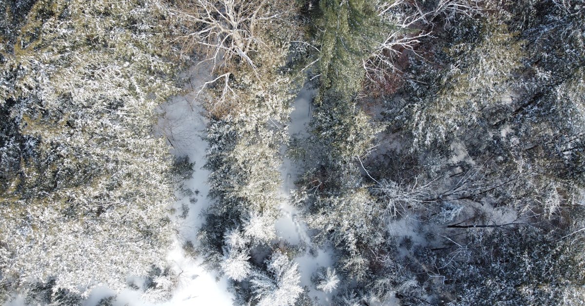 découvrez la stratégie climatique du canada pour la cop30, mettant en avant les initiatives nationales et les engagements en faveur de la lutte contre le changement climatique.