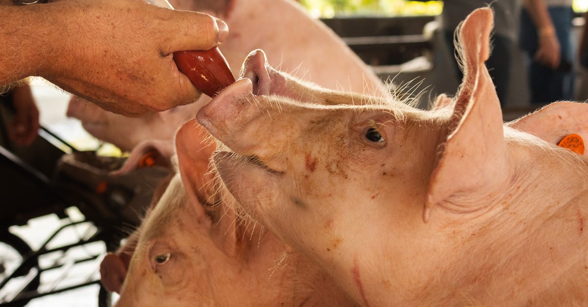 découvrez les principes du bien-être animal, les pratiques pour assurer une vie saine et respectueuse aux animaux, et l'importance de leur protection dans notre société.