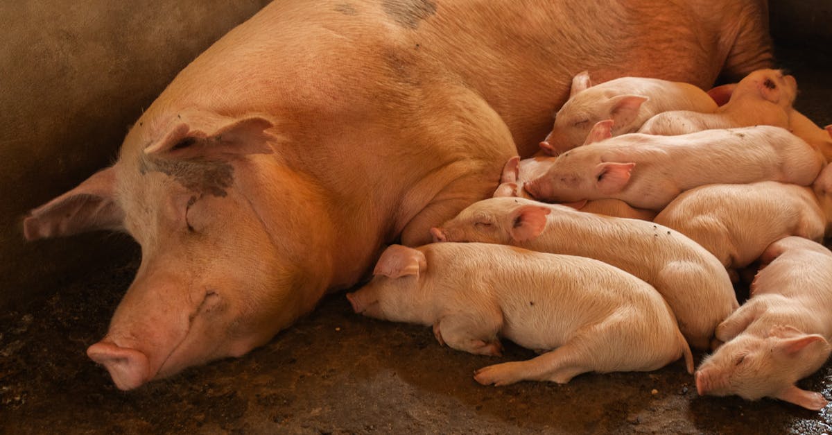 découvrez l'importance du bien-être animal et les meilleures pratiques pour protéger et respecter les animaux dans tous les aspects de leur vie.