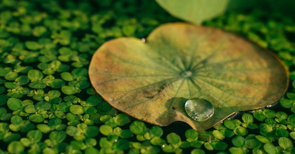 découvrez l'importance de la restauration des écosystèmes pour préserver notre planète. apprenez comment des initiatives innovantes peuvent revitaliser la biodiversité, restaurer les habitats naturels et lutter contre le changement climatique.