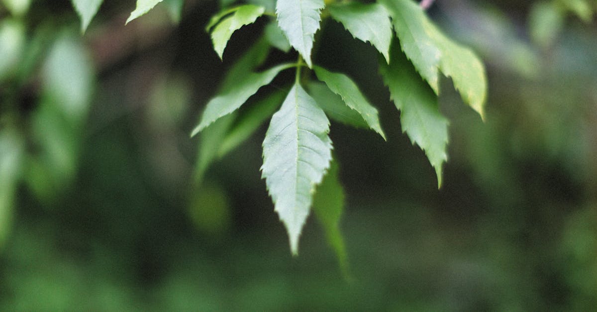 découvrez tout sur la loi sur le climat : ses enjeux, ses objectifs et son impact sur l'environnement. explorez comment cette législation vise à lutter contre le changement climatique et à promouvoir un avenir durable.