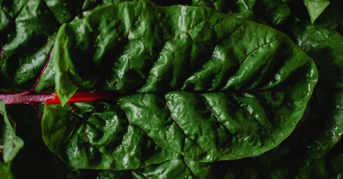 découvrez comment adopter une alimentation durable qui respecte l'environnement tout en soutenant votre santé. explorez des conseils pratiques, des recettes savoureuses et des choix alimentaires responsables pour un mode de vie écoresponsable.