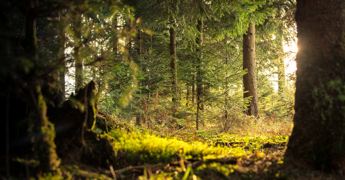 découvrez la beauté et l'importance des forêts, des écosystèmes vitaux qui abritent une biodiversité riche, jouent un rôle crucial dans la lutte contre le changement climatique et offrent des ressources naturelles essentielles. plongez dans l'univers fascinant des forêts et leur impact sur notre planète.