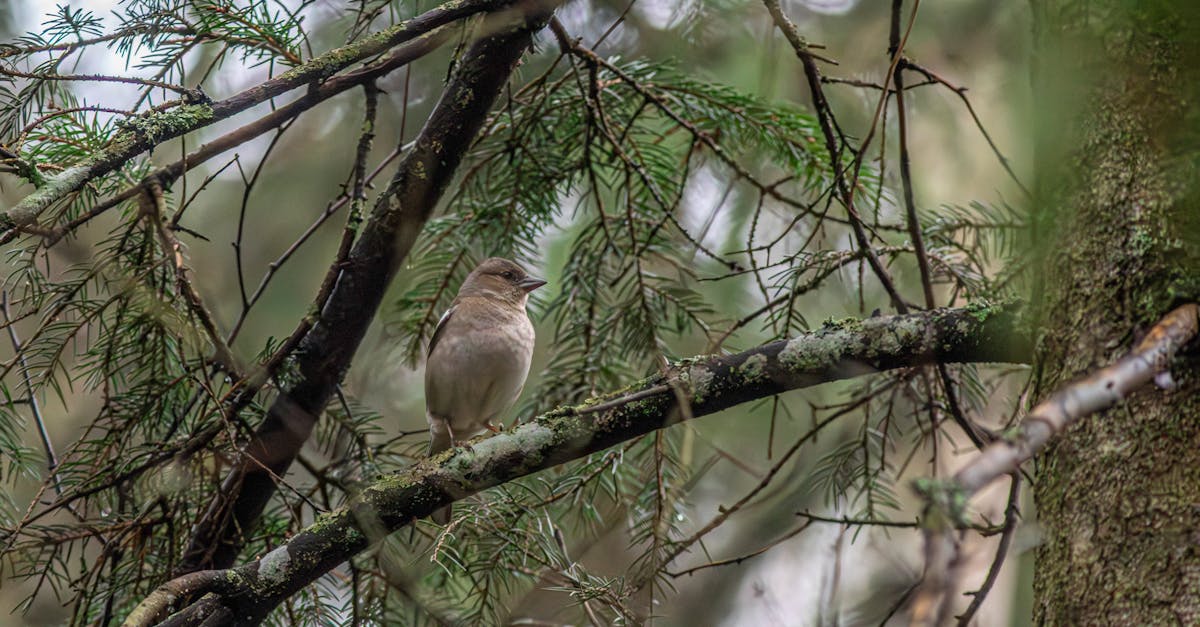 découvrez l'importance de la conservation des forêts pour la biodiversité, le climat et les ressources naturelles. engagez-vous dans des actions durables pour protéger nos précieuses forêts et garantir un avenir sain pour notre planète.