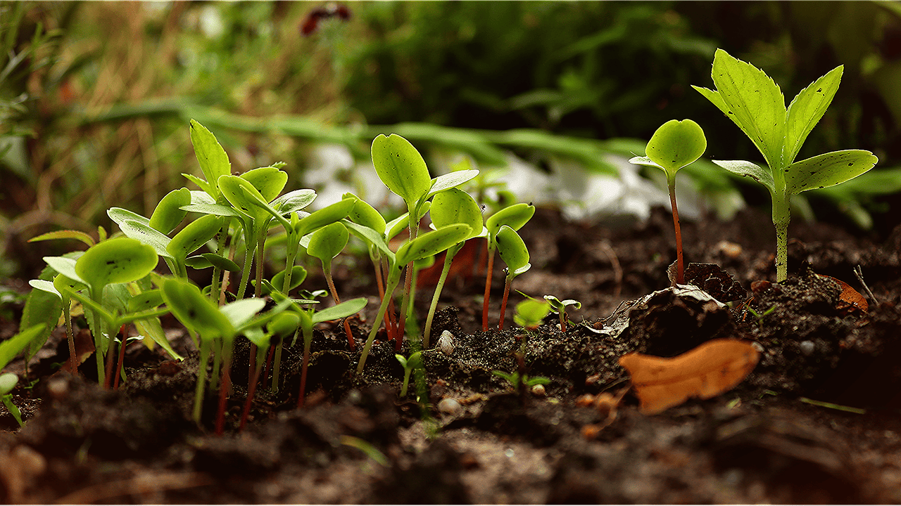 découvrez comment créer un jardin urbain en permaculture, alliant agriculture durable et harmonie avec la nature en milieu citadin.