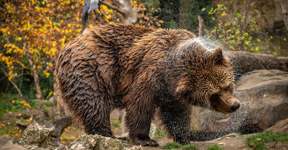 découvrez la beauté et l'importance des forêts, véritables trésors de notre planète. apprenez comment elles soutiennent la biodiversité, combattent le changement climatique et offrent des ressources vitales pour l'humanité.
