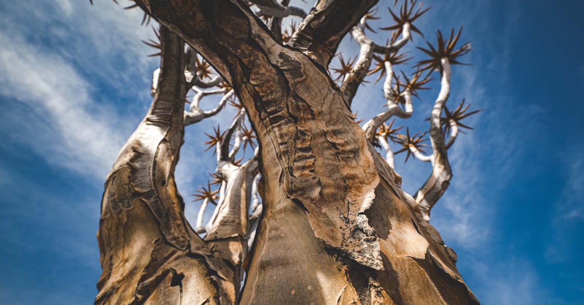 découvrez des stratégies et des solutions innovantes pour l'adaptation au climat, visant à protéger nos communautés et nos écosystèmes face aux impacts du changement climatique. informez-vous sur les meilleures pratiques pour s'ajuster aux nouvelles réalités environnementales.