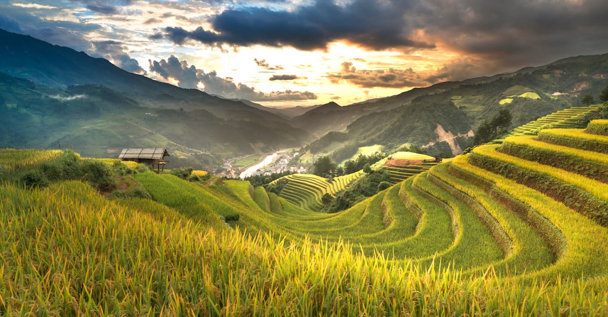découvrez les pratiques d'agriculture durable qui préservent l'environnement tout en maximisant la productivité. apprenez comment ces méthodes innovantes favorisent la biodiversité, améliorent la qualité des sols et garantissent une alimentation saine pour les générations futures.