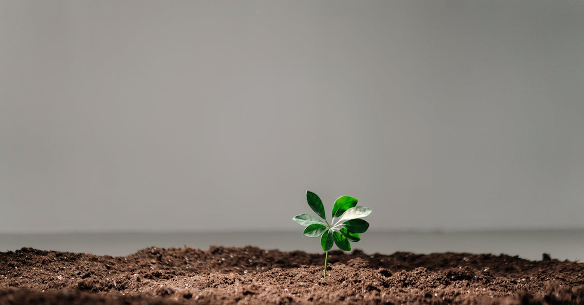 découvrez l'importance de la sensibilisation environnementale et apprenez comment chaque individu peut contribuer à la protection de notre planète. informez-vous sur les enjeux écologiques actuels, les gestes simples à adopter et les initiatives durables à soutenir pour un avenir meilleur.