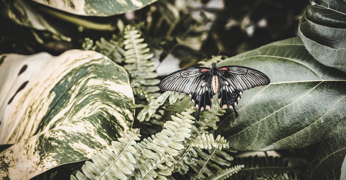 explorez la richesse de la biodiversité, un écosystème essentiel à la vie sur terre. découvrez l'importance de la diversité des espèces, les menaces qui pèsent sur elle et les actions à entreprendre pour la préserver.
