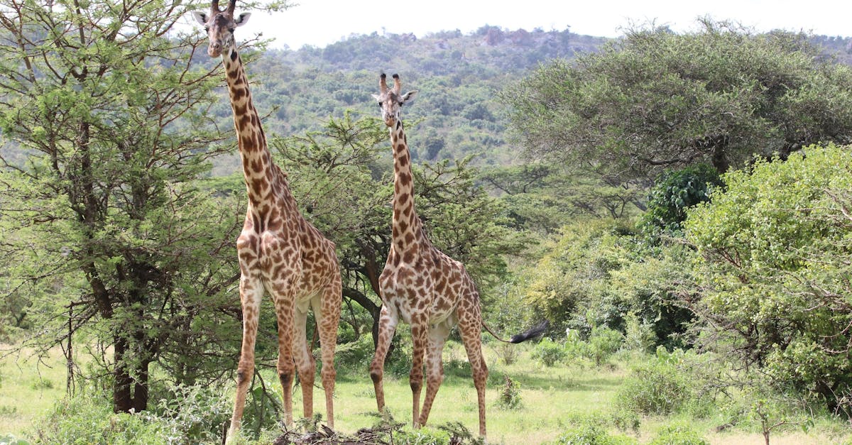 découvrez les réserves naturelles, sanctuaires de biodiversité, où la faune et la flore s'épanouissent en harmonie. explorez des paysages préservés et apprenez l'importance de la protection de notre environnement pour les générations futures.