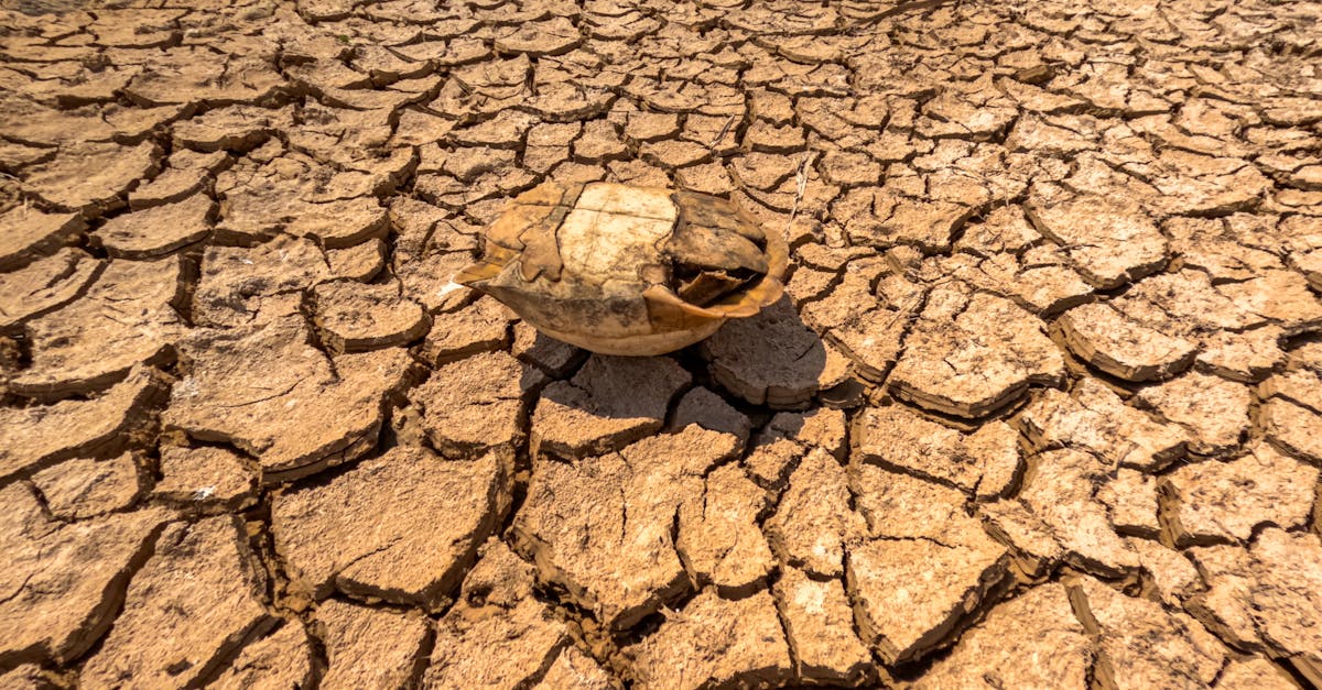 découvrez les causes, les impacts et les solutions liées au changement climatique pour mieux comprendre et agir face à ce défi mondial.