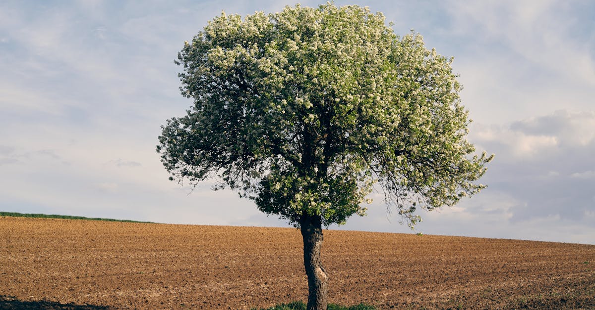 découvrez le phénomène d'inversion climatique, ses causes et ses effets sur l'environnement. apprenez comment cette dynamique atmosphérique influence la qualité de l'air et le climat dans votre région.