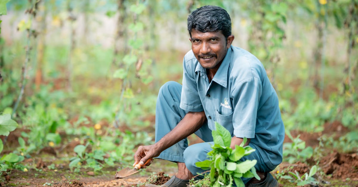 découvrez les techniques de culture de la vanille, de la plantation à la récolte, pour une production de qualité et durable.