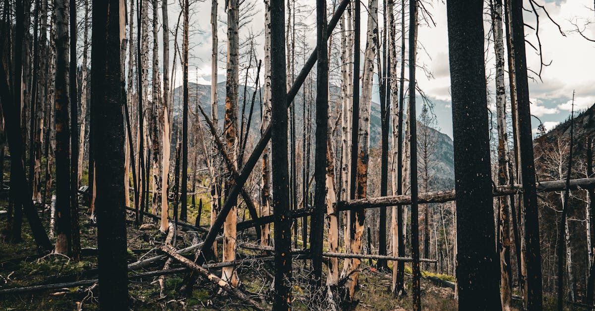 découvrez les causes, les impacts et les solutions face au changement climatique pour protéger notre planète et assurer un avenir durable.
