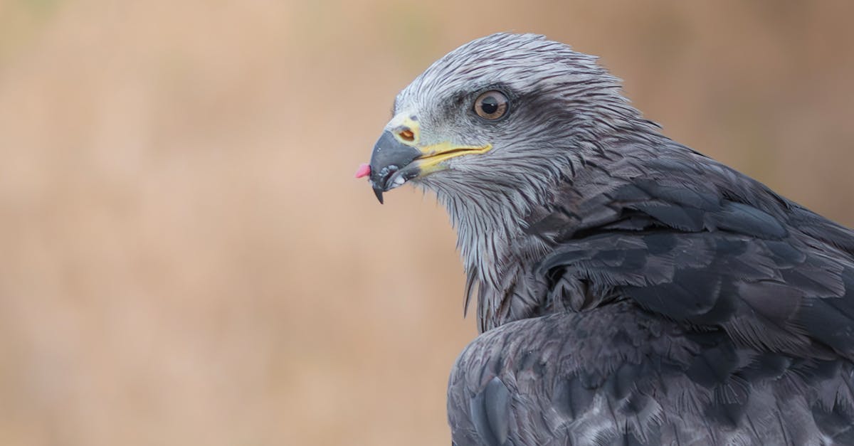 découvrez l'importance de la biodiversité pour notre planète, son rôle vital dans l'écosystème, et comment chaque espèce contribue à l'équilibre naturel. apprenez les initiatives pour préserver la diversité biologique et pourquoi il est crucial de protéger notre environnement.