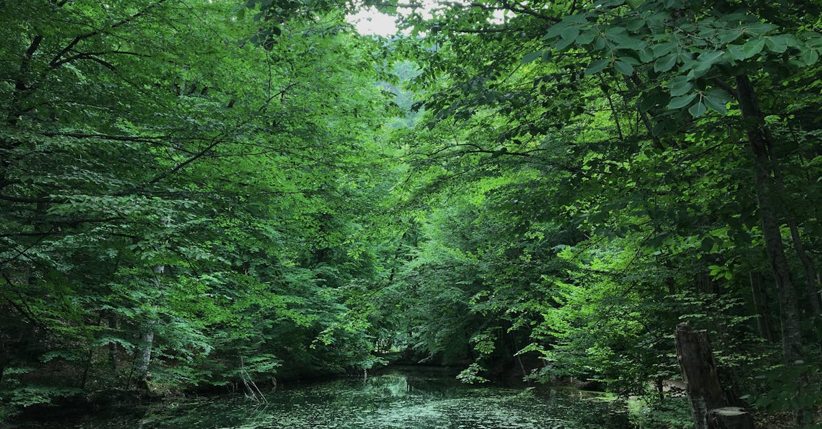 découvrez tout sur l'environnement : protection, enjeux écologiques et actions durables pour préserver notre planète.
