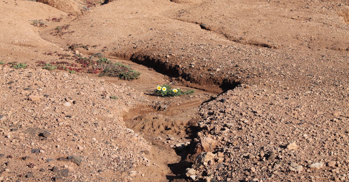 découvrez les stratégies et solutions pour s'adapter efficacement aux impacts du changement climatique et protéger notre environnement et nos communautés.
