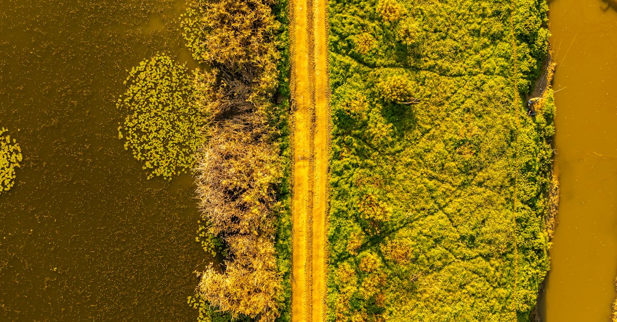 La politique de la biodiversité : enjeux et stratégies