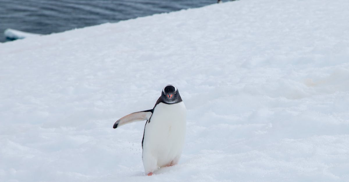 Manchots empereurs et otaries antarctiques menacés : poussins noyés et manque de nourriture bouleversent leur survie