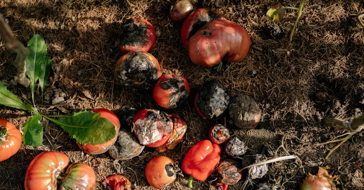 Les bienfaits de la permaculture pour le climat