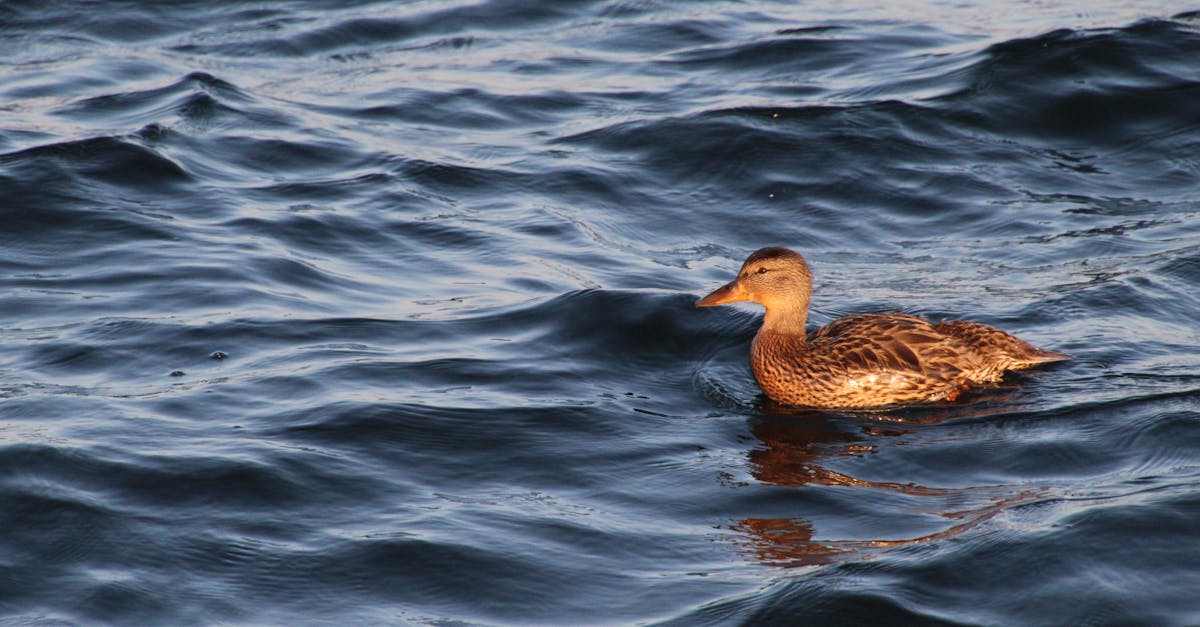 La réserve naturelle de la baie de Saint-Brieuc face aux défis du changement climatique