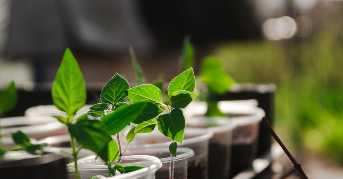 L’Europe doit adopter des politiques innovantes de croissance pour relever ses défis environnementaux et assurer un avenir durable