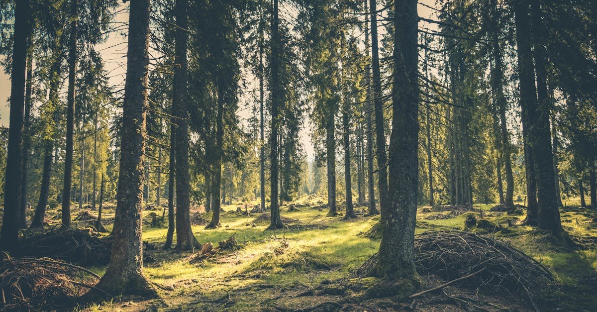 Les forêts, poumons de la Terre à protéger