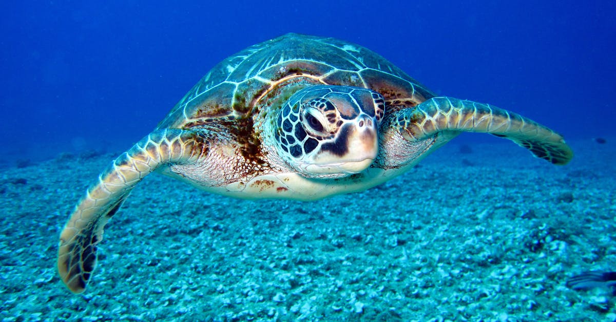 De l’engagement à l’action : L’Union européenne pourra-t-elle préserver nos océans et réinventer la pêche ?