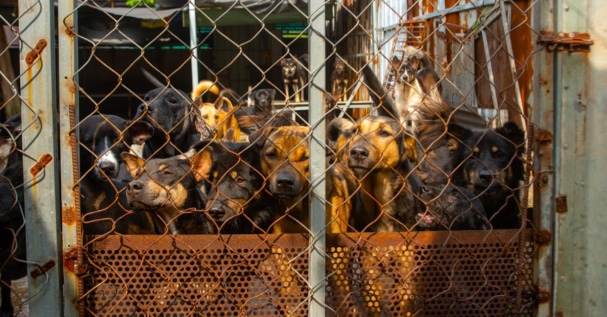 Bien-être animal : une attente grandissante au cœur des préoccupations des Français
